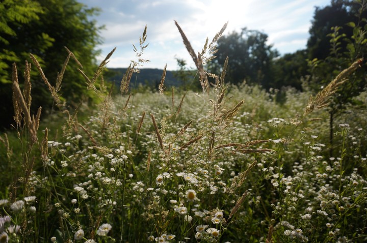Field with white flowers