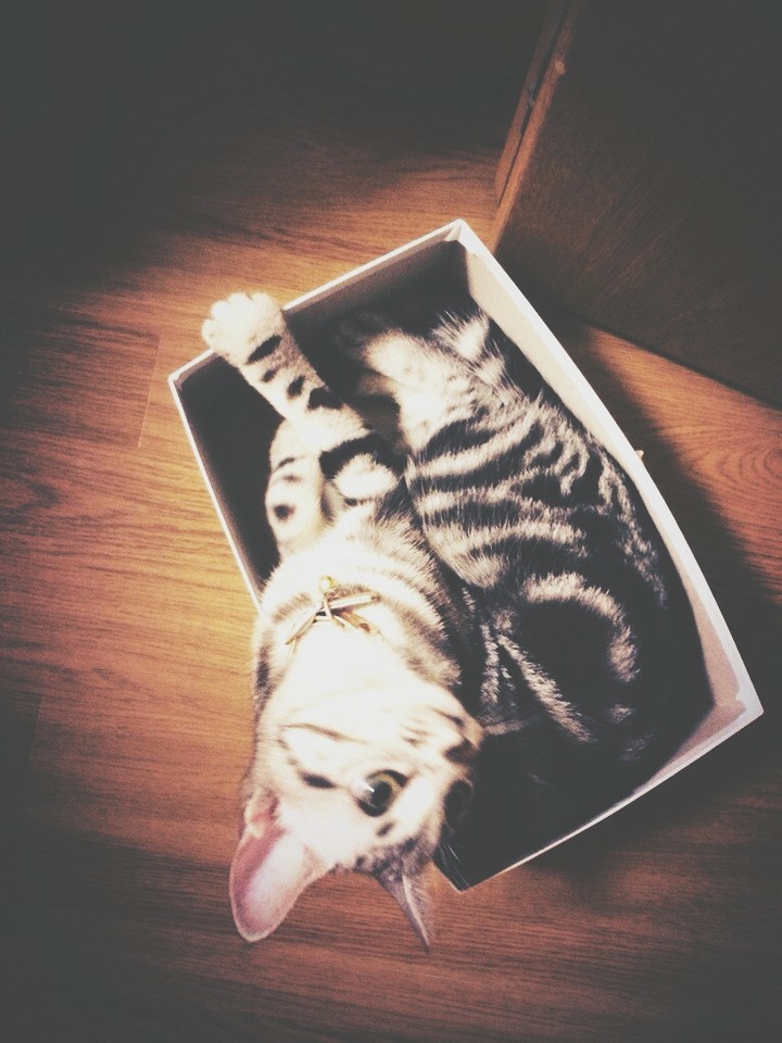 cat