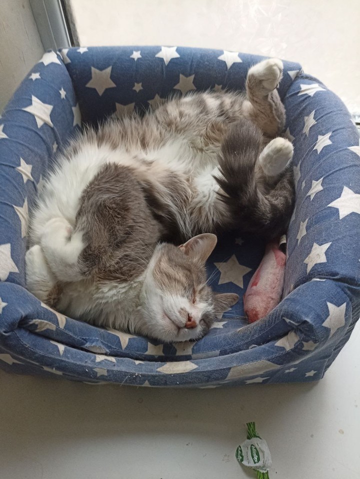 happy sleepyhead kitty