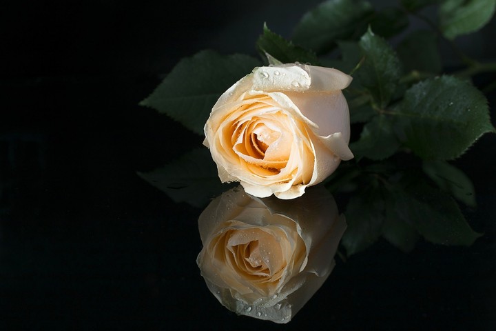 rose white
