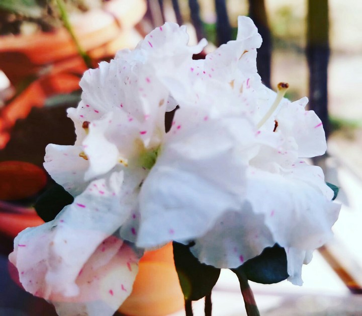 Flower