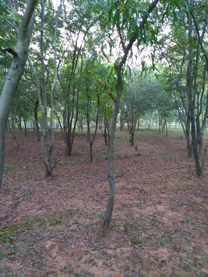 Woods