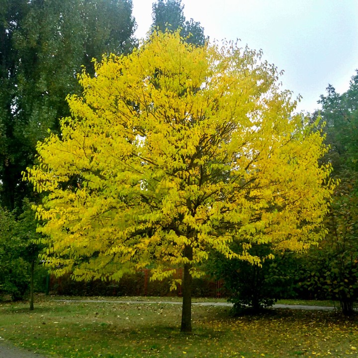 yellow tree