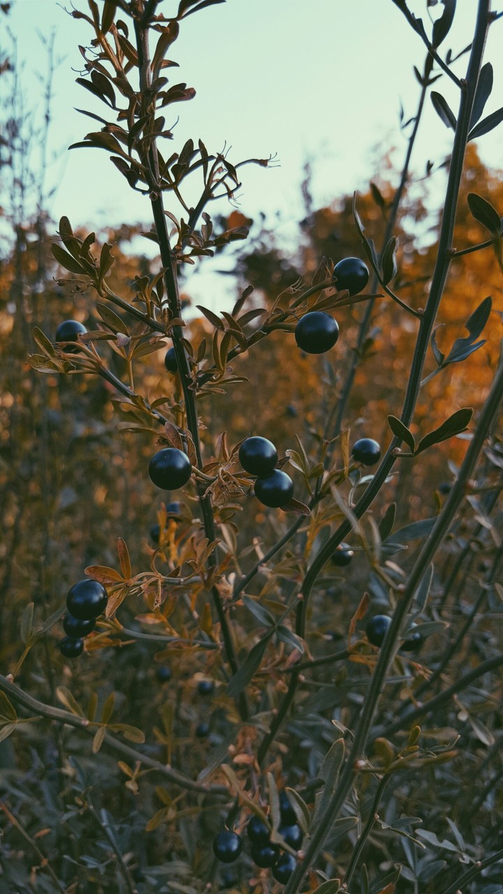 grapes