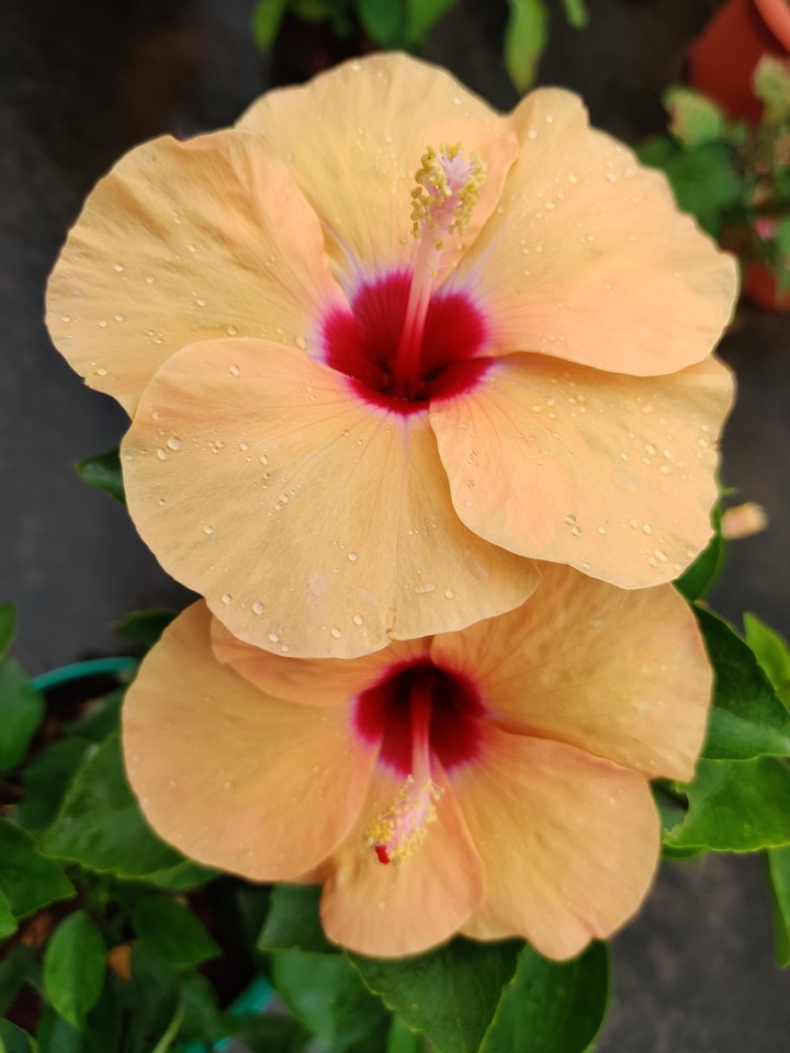 Hibiscus Flower