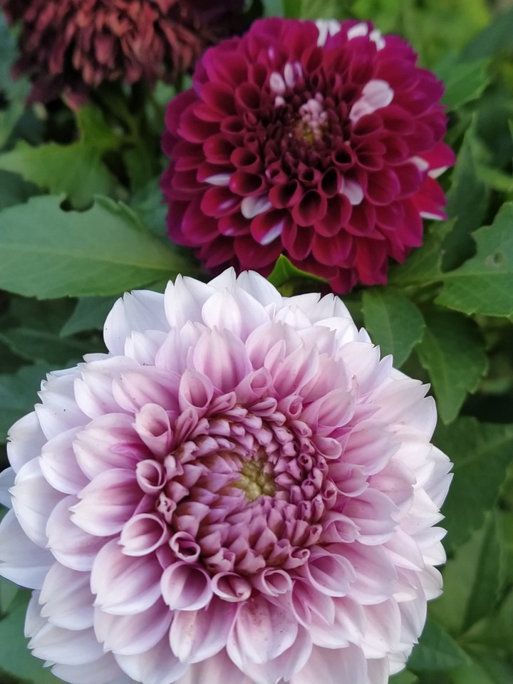 Flowers