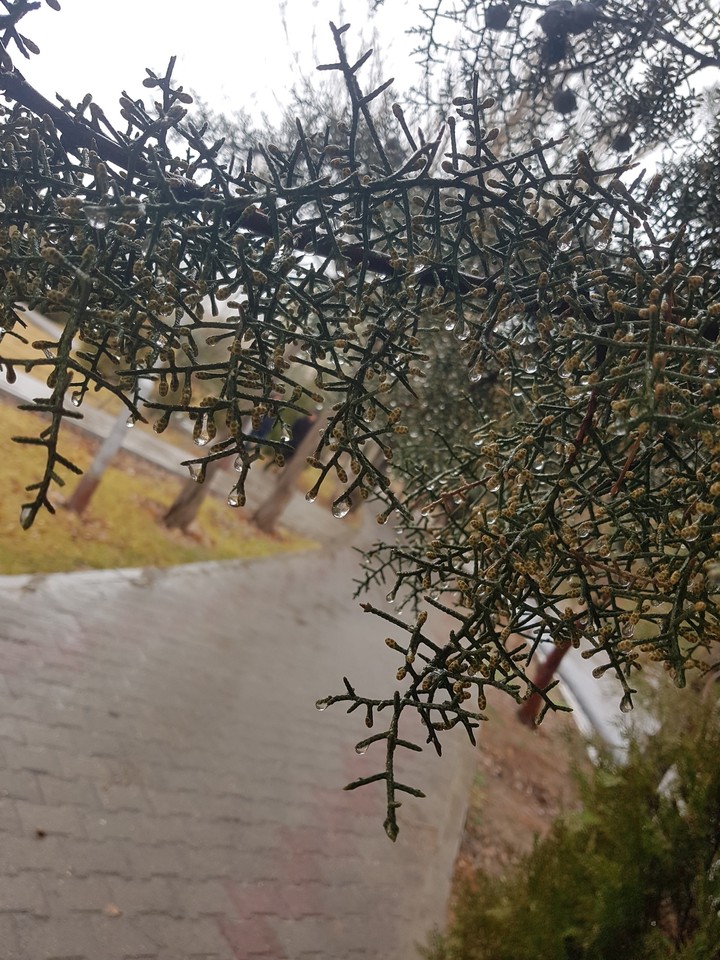 Raindrops on the tree