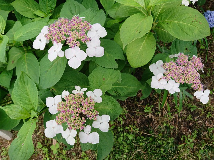 紫陽花
