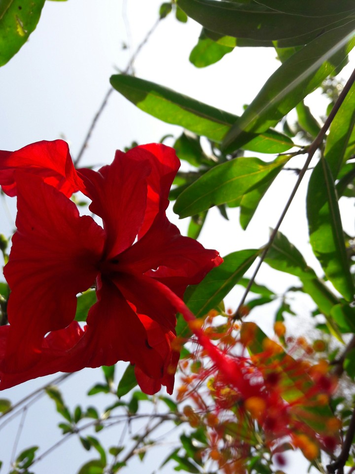 flower