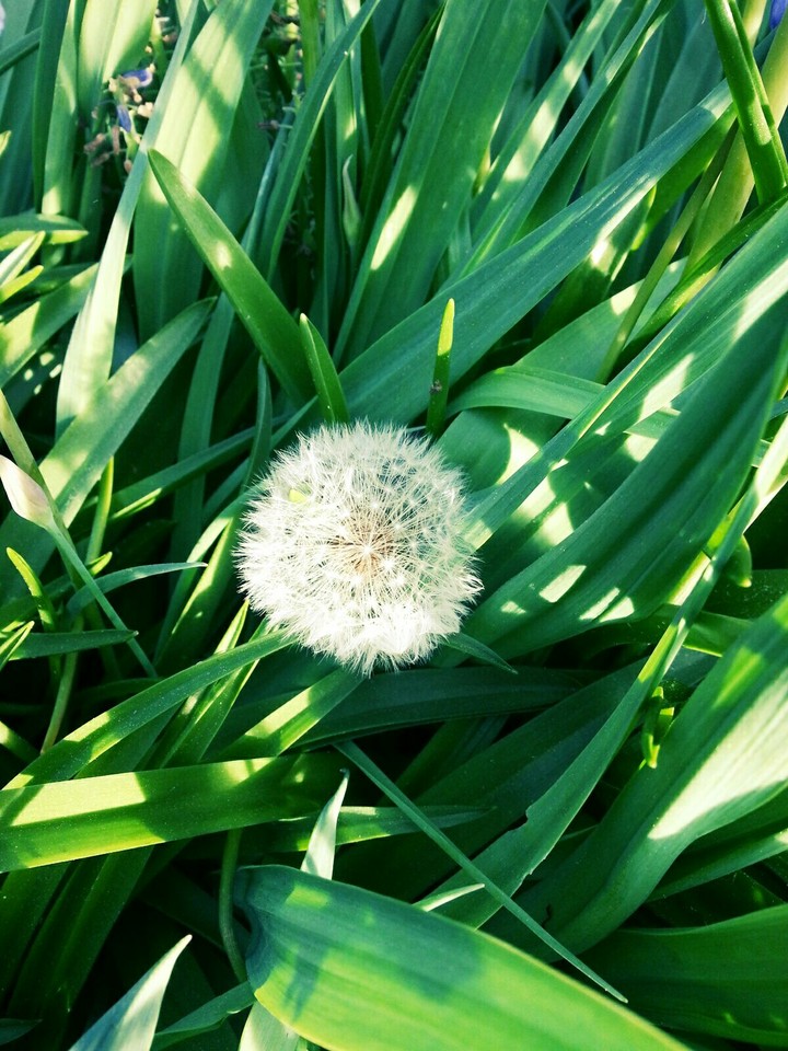 Dandelion