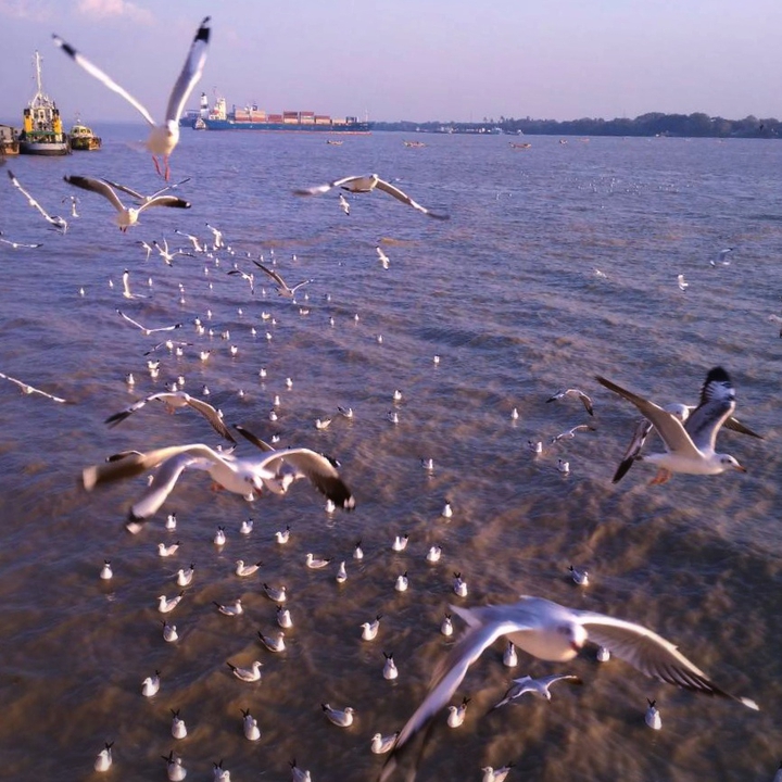 Sea gull