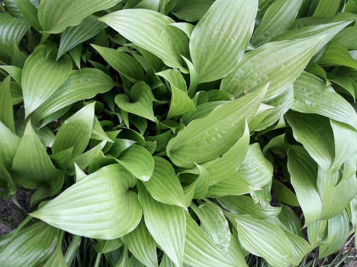Green Bush