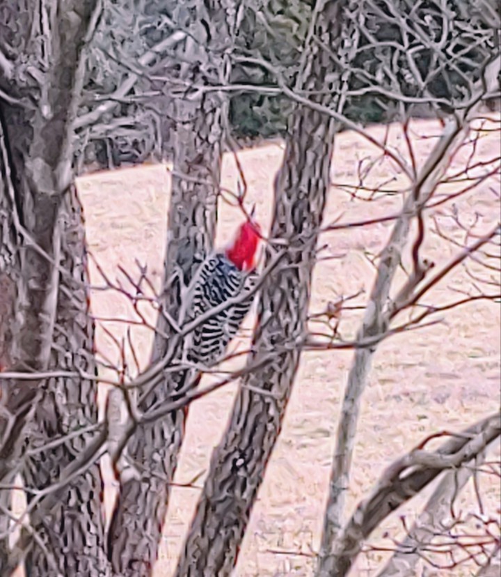 woodpecker