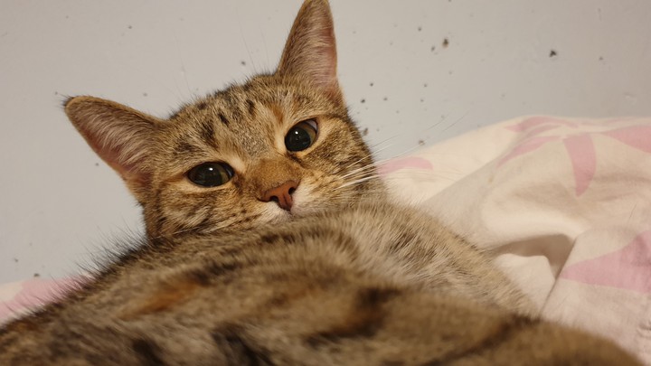minno