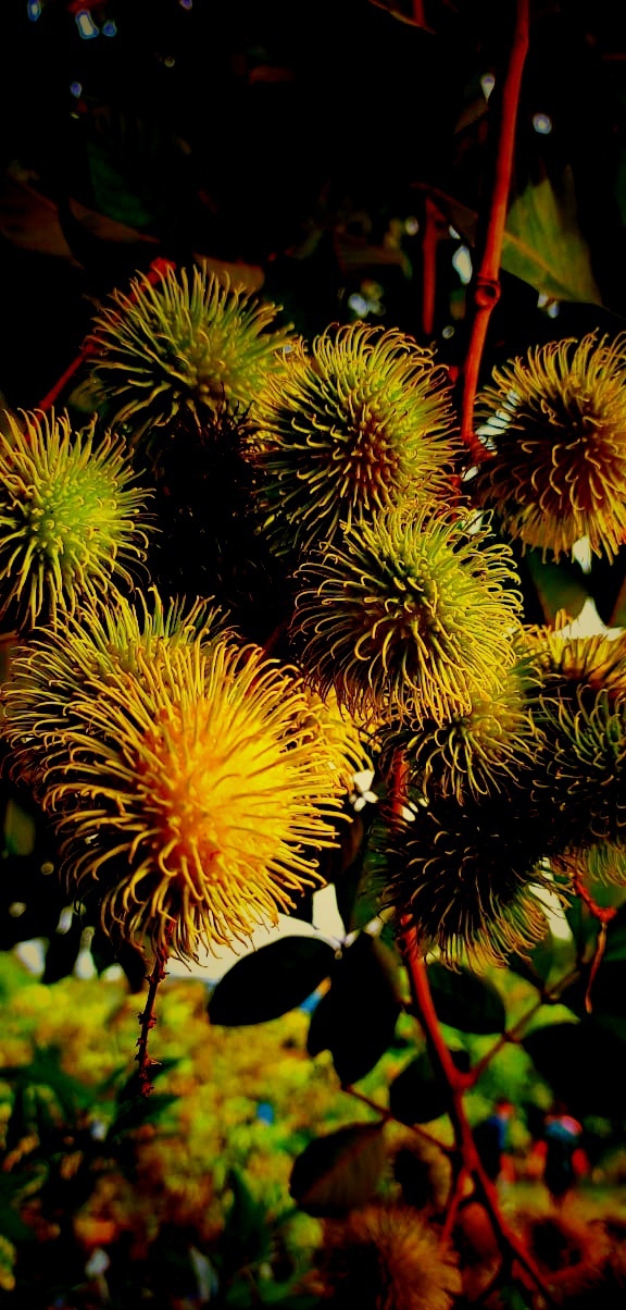 Rambutan