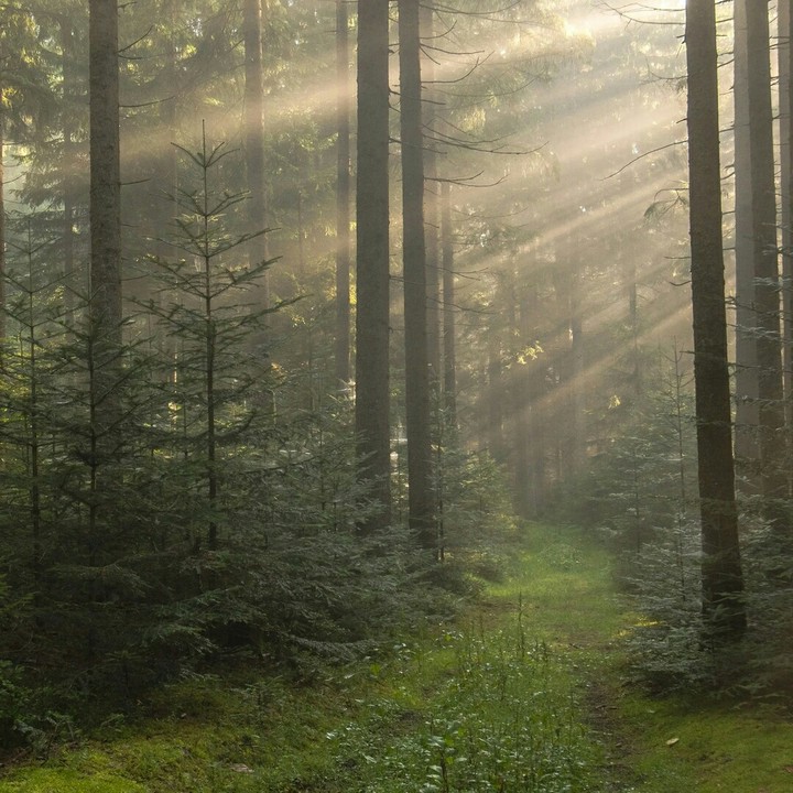 forest