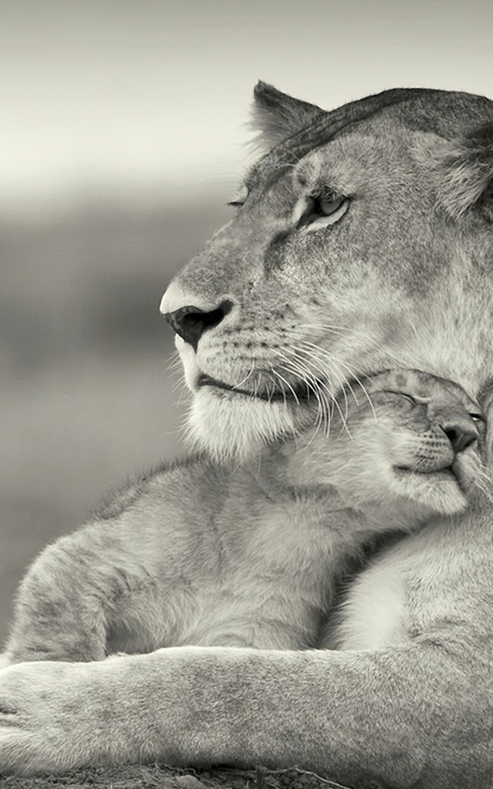 Animal's