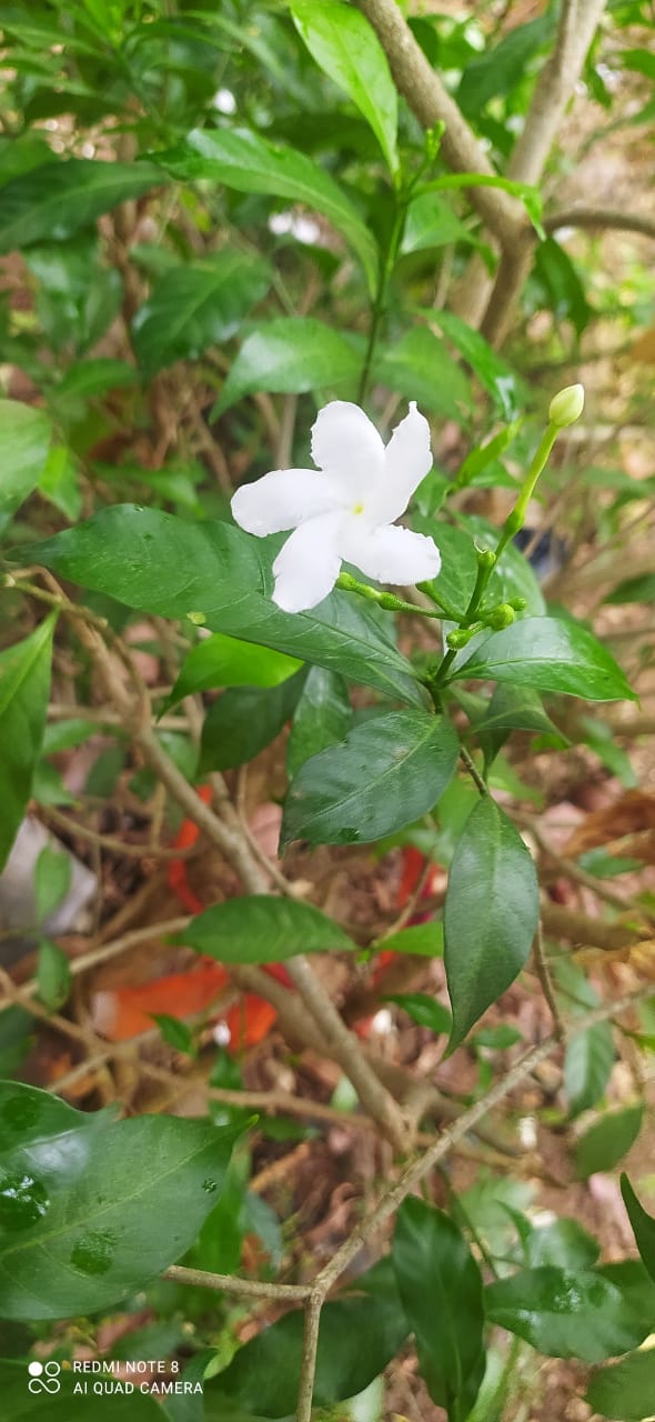 white ??