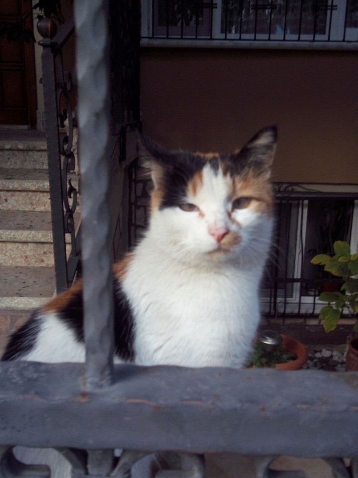 Minik Oyuncu
