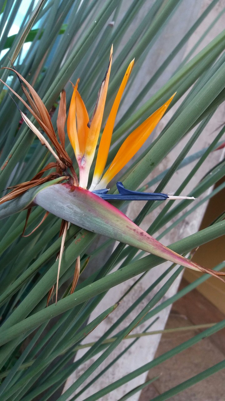 flower