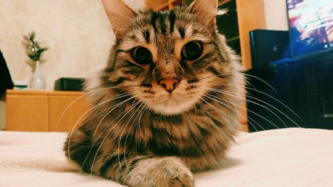 Cat Love Look