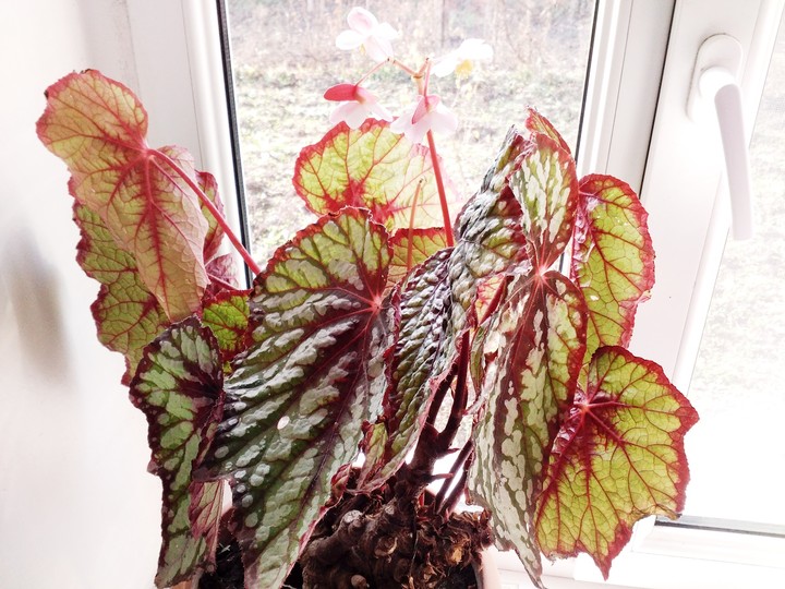 my Mum's flower