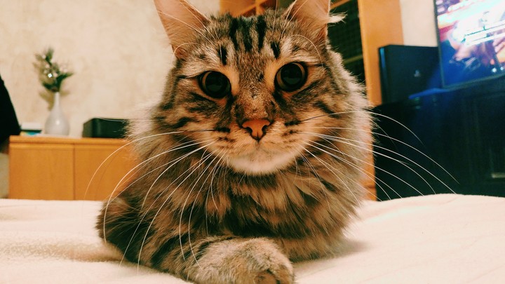 Cat Love Look