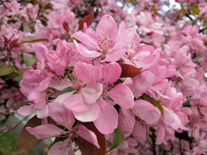 Blüten