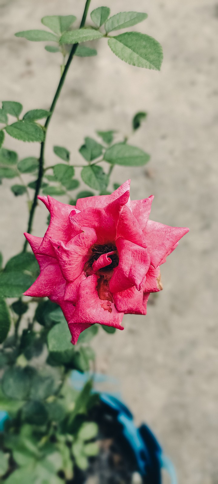 Bloom