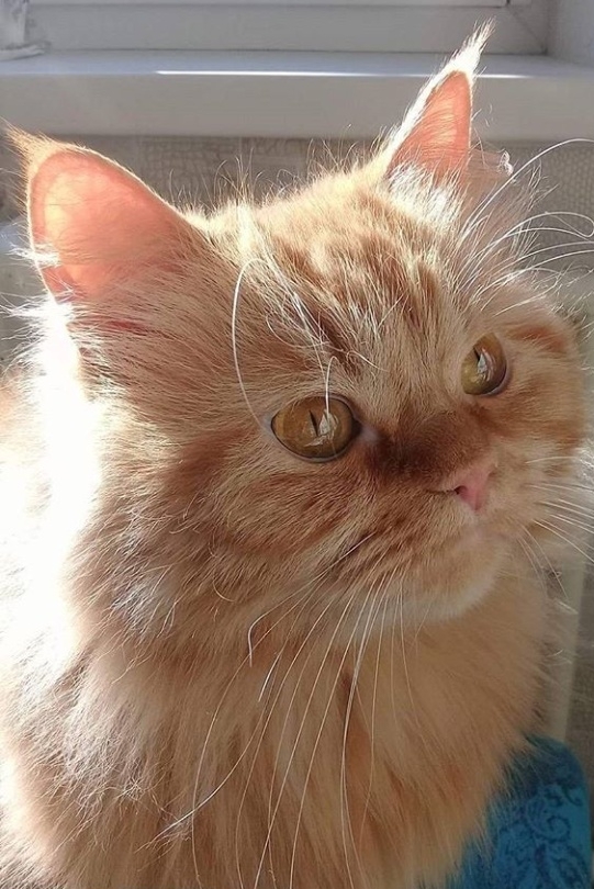 Caramel Mood