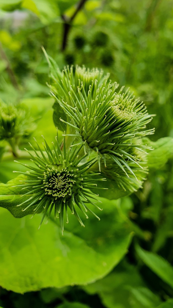 macro