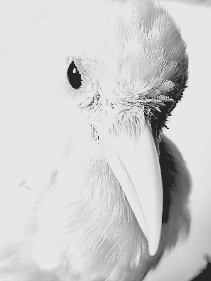 bird