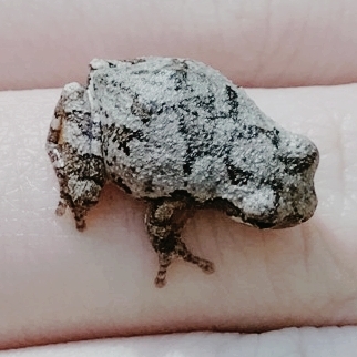 Froggo