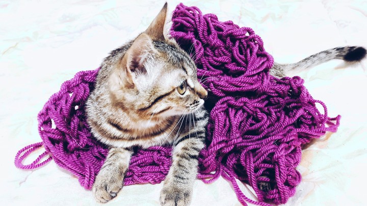 Котёнок