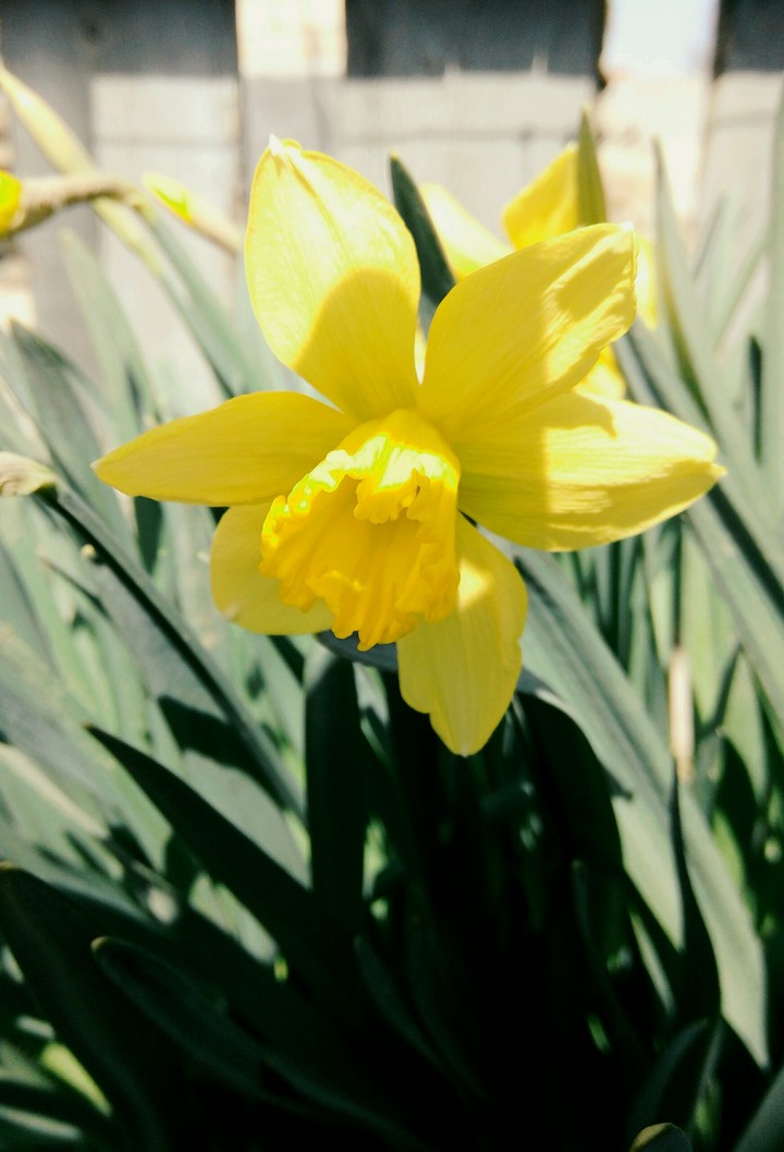 Yellow flower