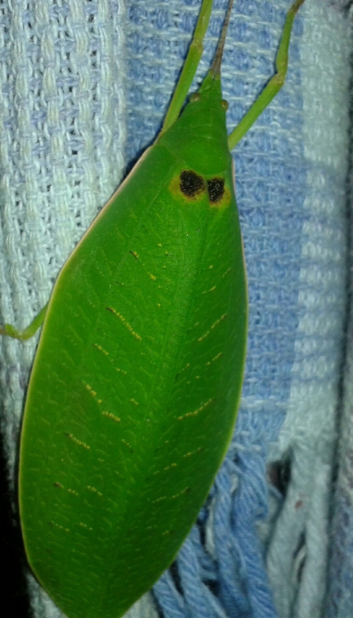 A Leafy Insect