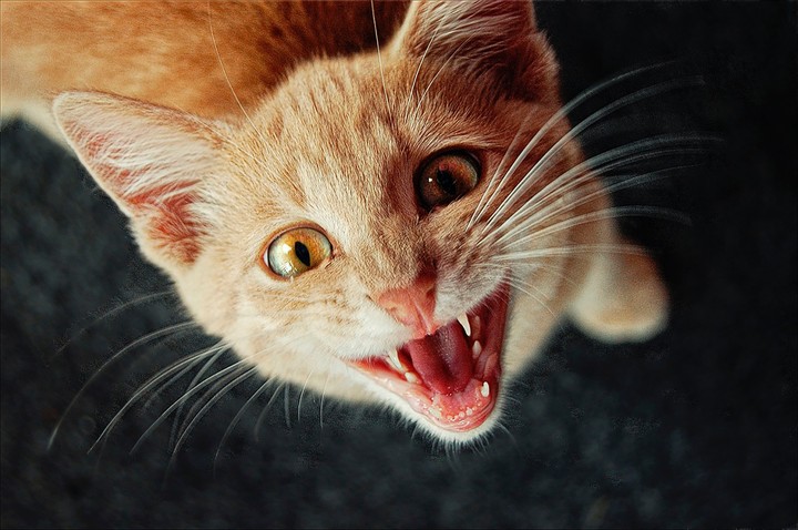cat