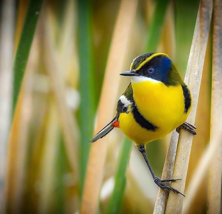 bird