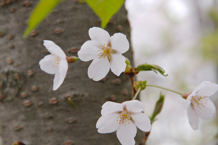 Cherry blossom