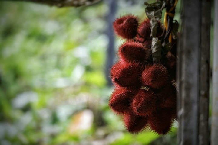Litchi