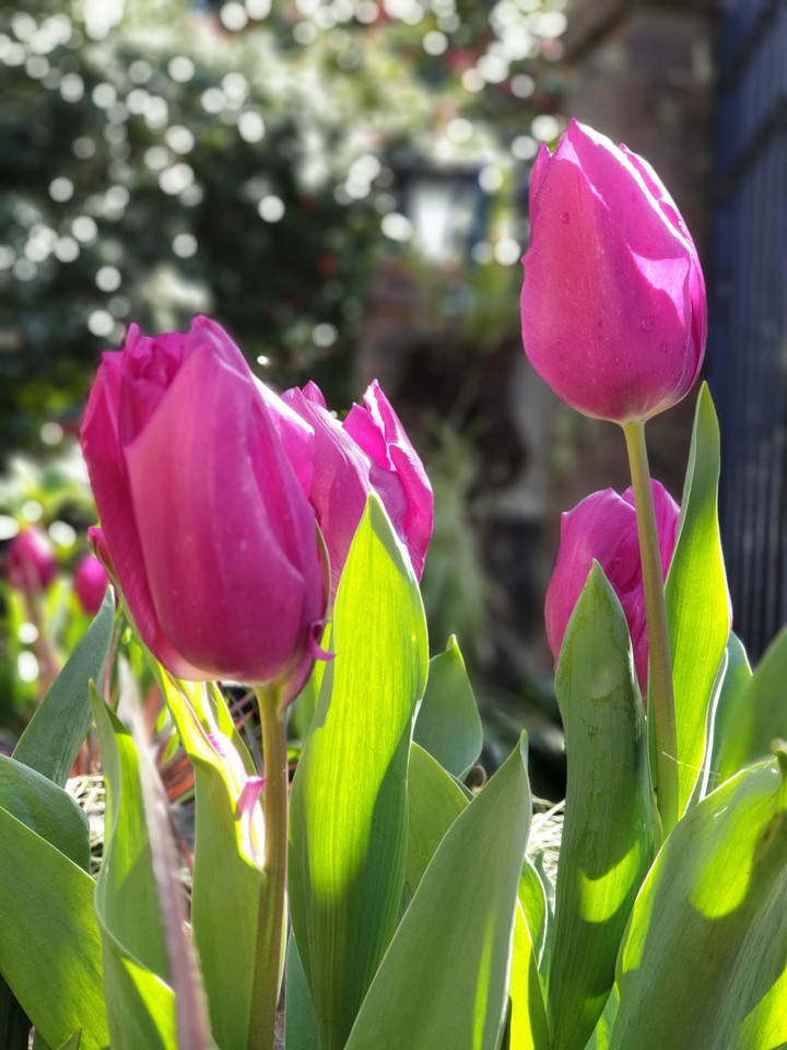 tulip