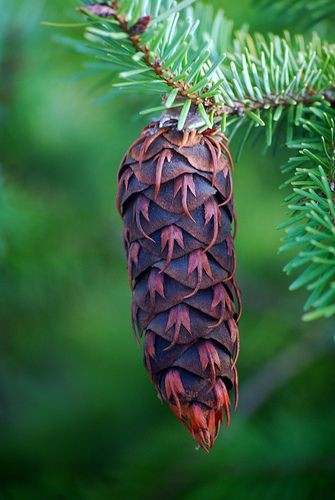 Pine