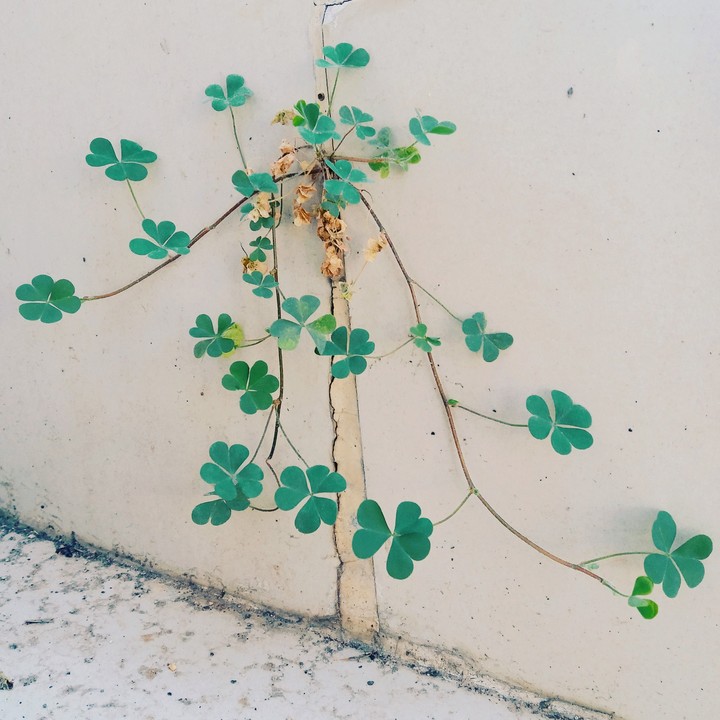 The little herb growing from a crack of stairs