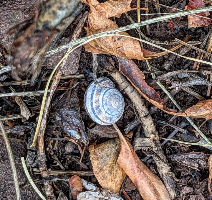 snail