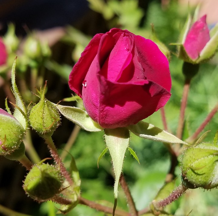 Rosebud II