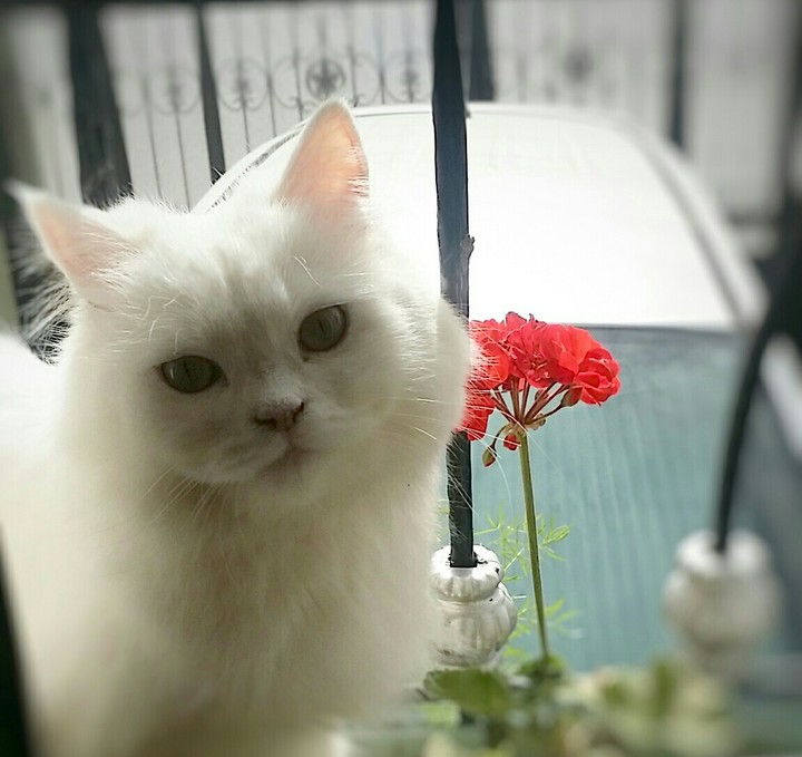 Snow Cat