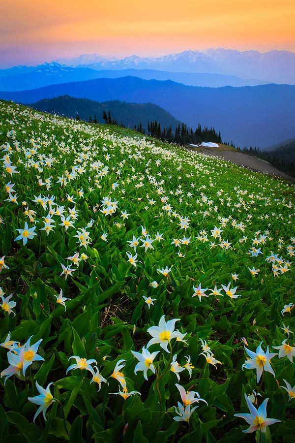 nature