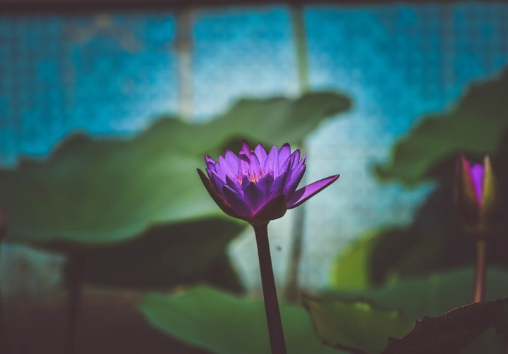 lotus potus
