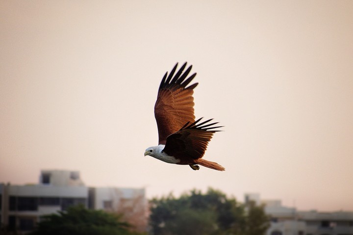 eagle