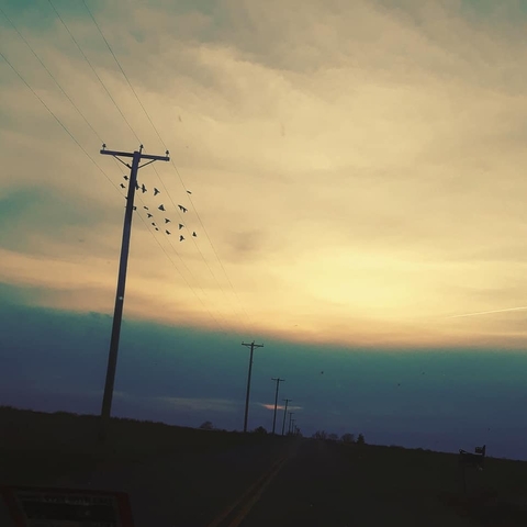 Birds